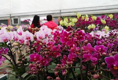 明天開幕！武漢第八屆迎春花市暨首屆梁子湖年貨節(jié)邀您賞花購年貨